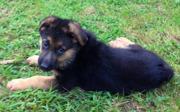 German Shepherd New Born Puppies For Sale in Wisconsin
