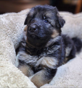 Pedigree German Shepherd Puppies for Sale | WI, MN, IL, IA