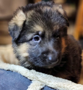 Pedigree German Shepherd Puppies for Sale | WI, MN, IL, IA