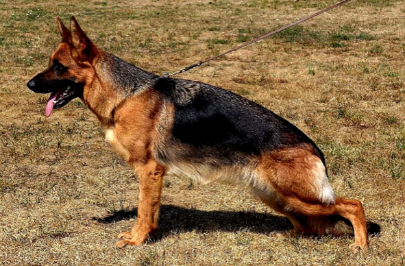 Adrian Vom Roche German Shepherd Breeding Female