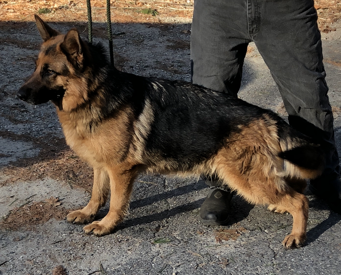 Anna Von Nordosten Haus Roche S German Shepherds