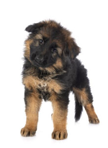 German Shepherd Puppies for Sale in Northern Illinois, Chicago, WI