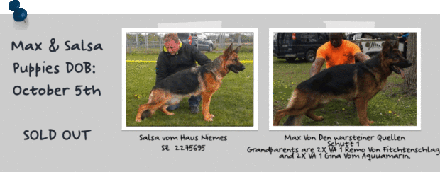 German Shepherd Premier Stud Services