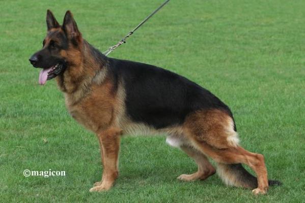 emmer zoogdier kip VA Santo Vom Leithawald - Roche's German Shepherds