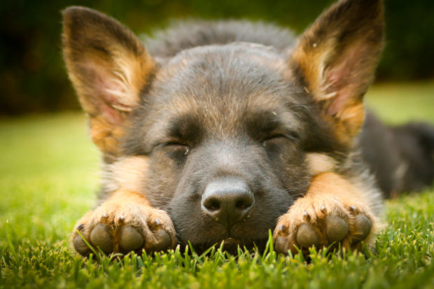 Why You Should Travel To Buy a German Shepherd Puppy?